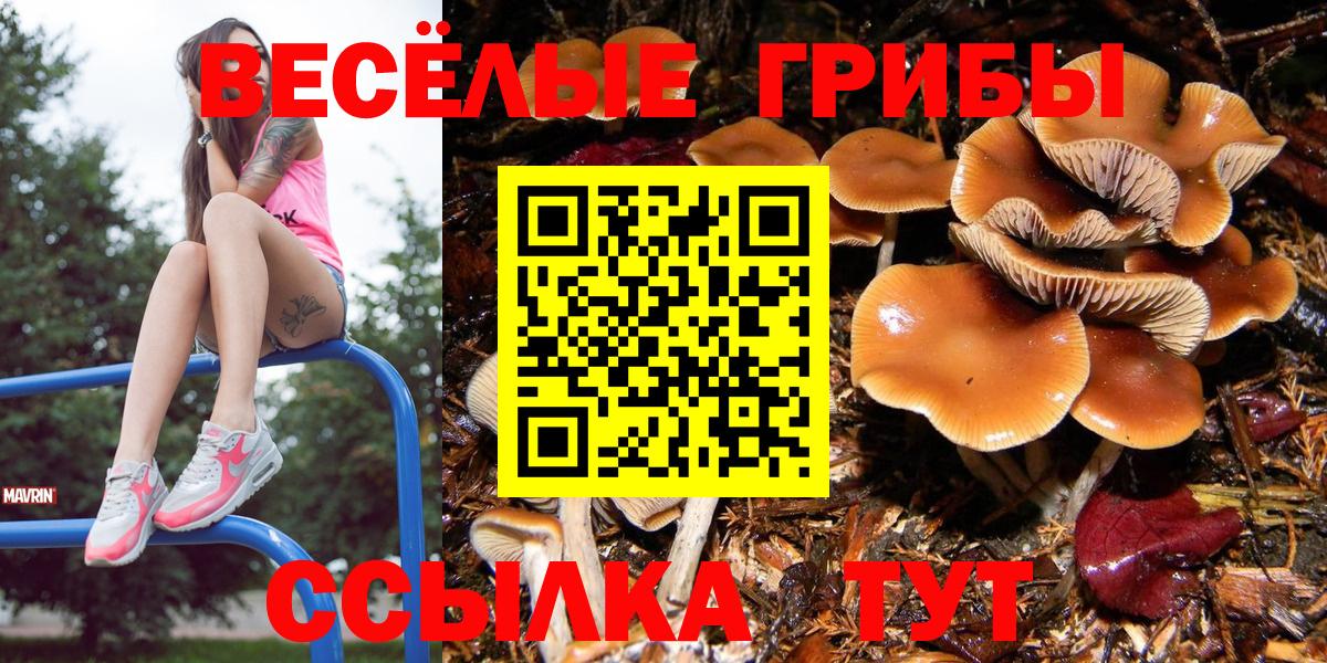 где можно купить   Псилоцибиновые грибы Psilocybe  Долгопрудный  Вход с VPN  Псилоцибиновые грибы мицелий 